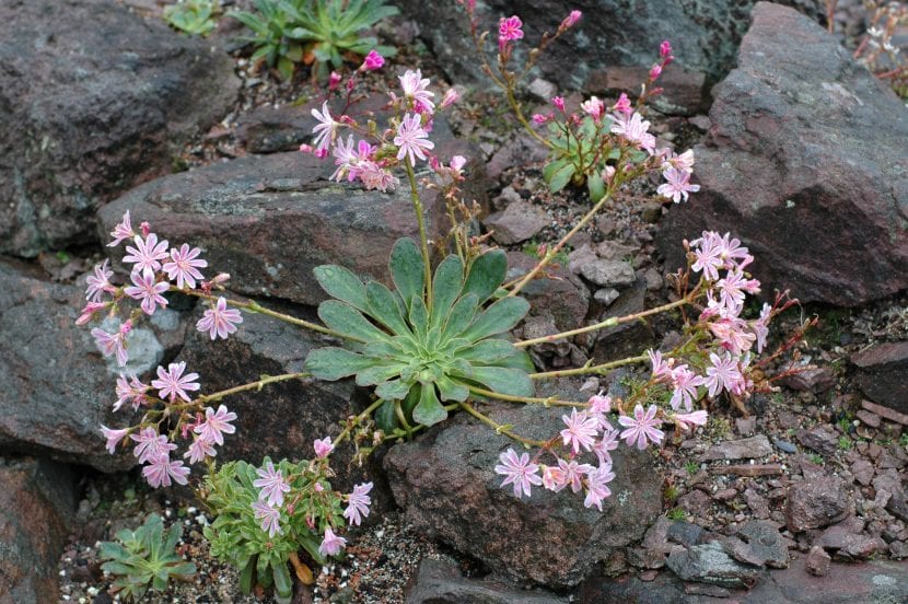 Lewisia cotyledon creciendo entre rocas en su hábitat