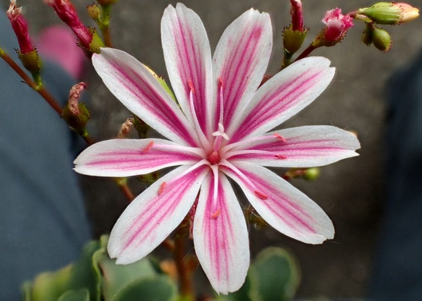Roseta de Lewisia cotyledon en flor
