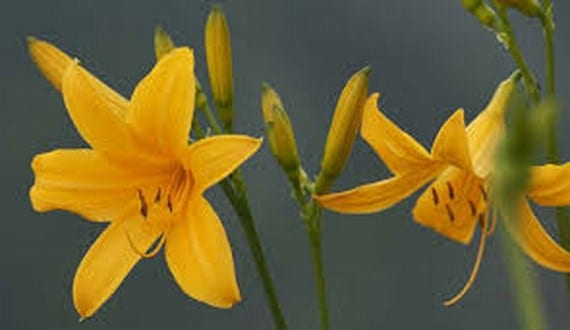 Lilium: plantación, riego y cuidados de la azucena
