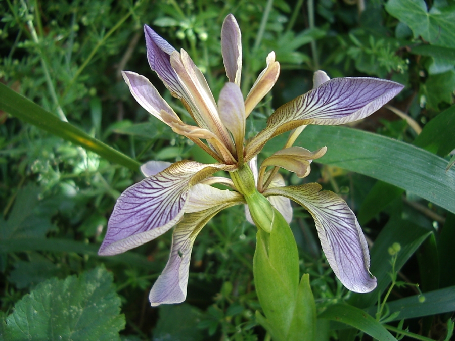 Lirio hediondo