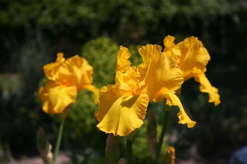 Lirio de la paz con hojas amarillas: causas y solución