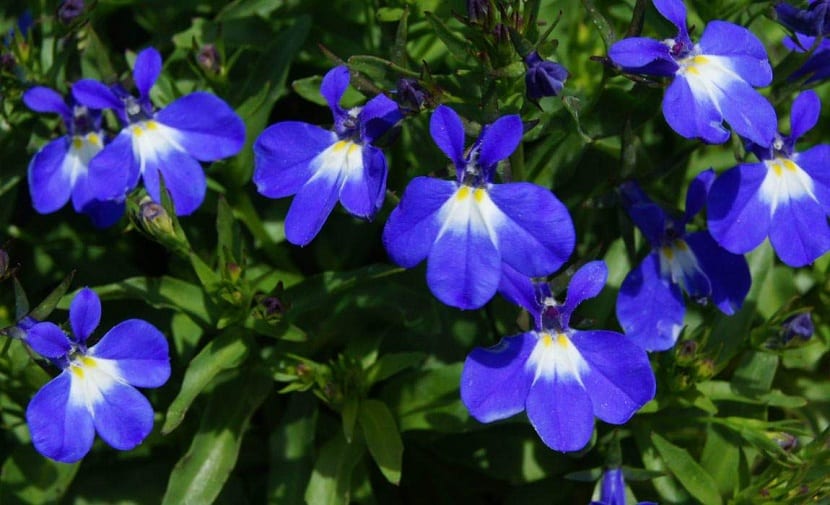 Flores azules de Lobelia erinus
