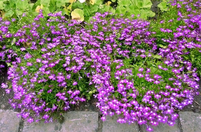 Lobelia erinus plantada en una rocalla