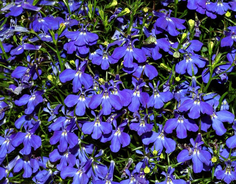 Lobelia erinus: cultivo, siembra y calendario en España