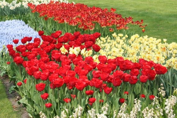 Tulipanes más bonitos: variedades y cómo plantarlos
