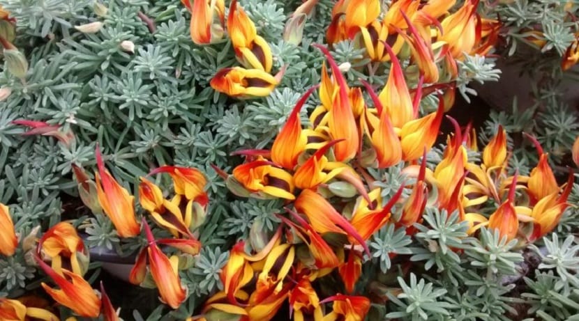 Lotus berthelotii: cultivo, riego y poda del pico de paloma