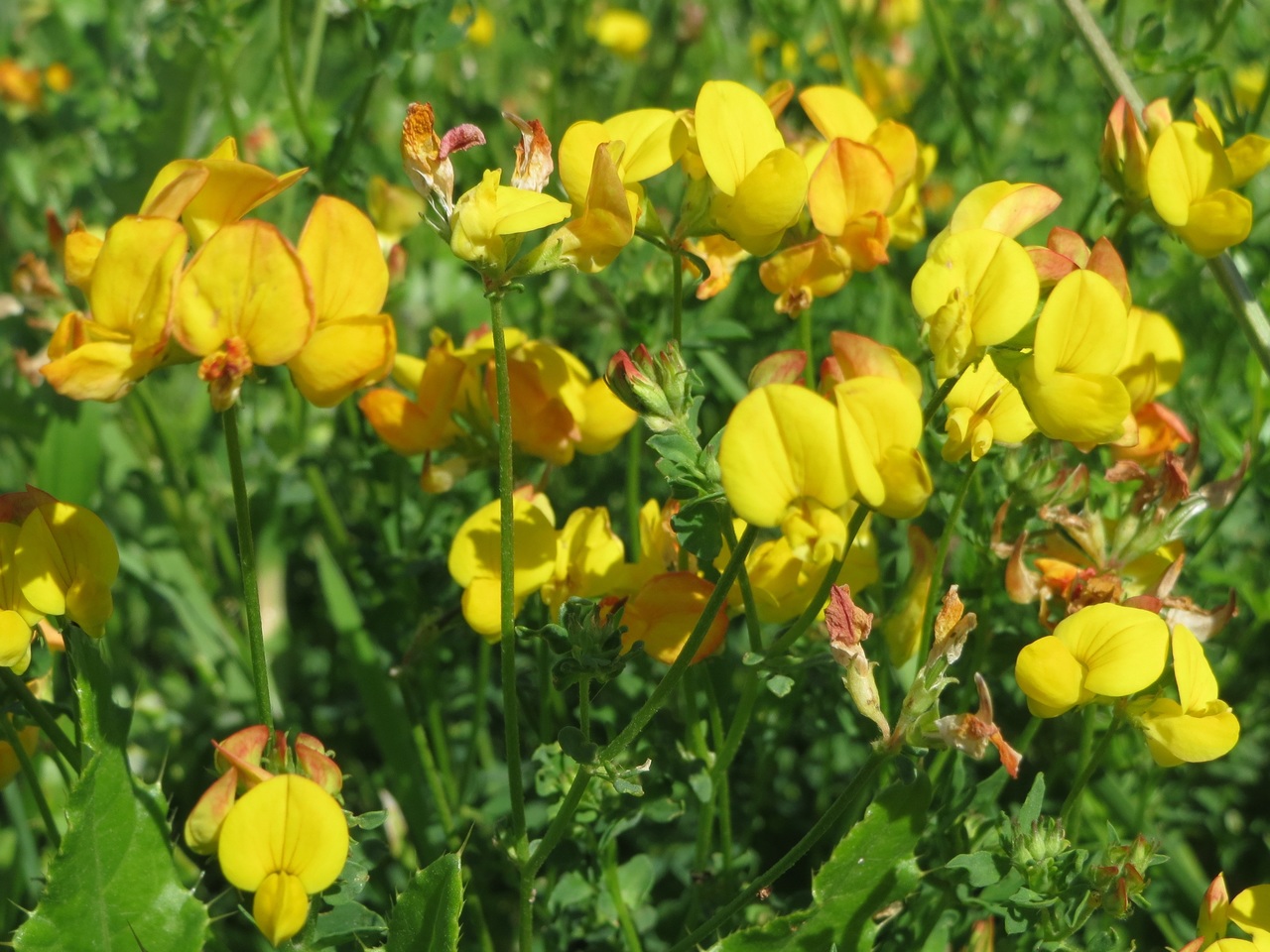 Lotus corniculatus (cuernecillo): cultivo, siembra y usos