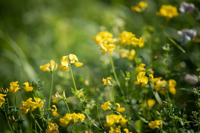 Flores amarillas de Lotus corniculatus en un prado