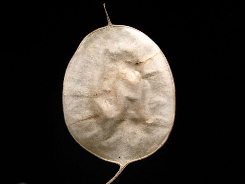 Ejemplar de Lunaria annua con sus frutos plateados