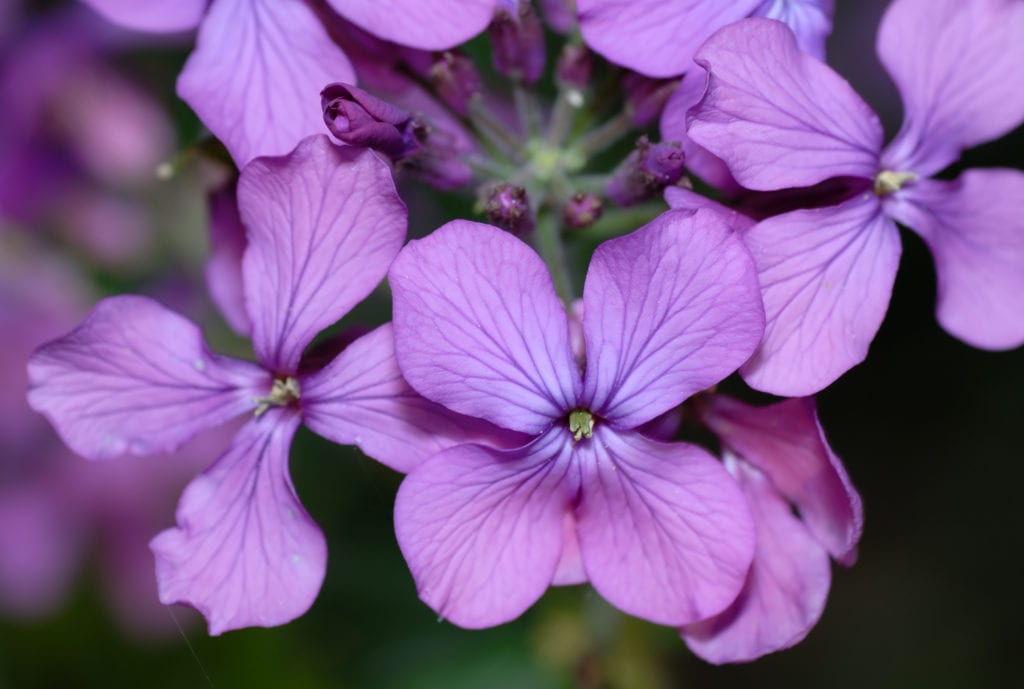 Lunaria annua: cultivo, siembra y secado de las monedas