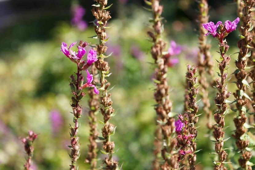 Espigas florales magenta de Lythrum salicaria