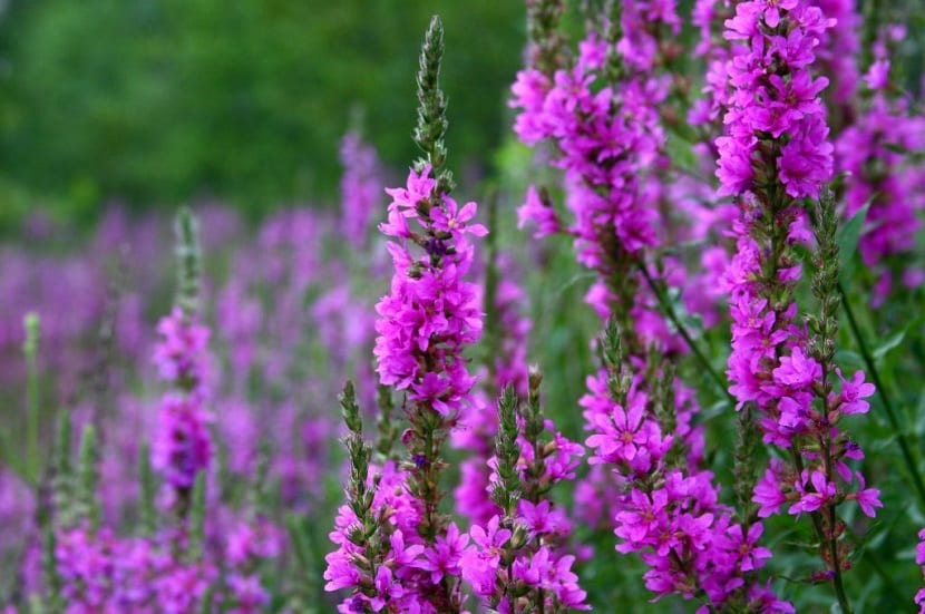 Lythrum salicaria: cultivo, riego y poda de la salicaria