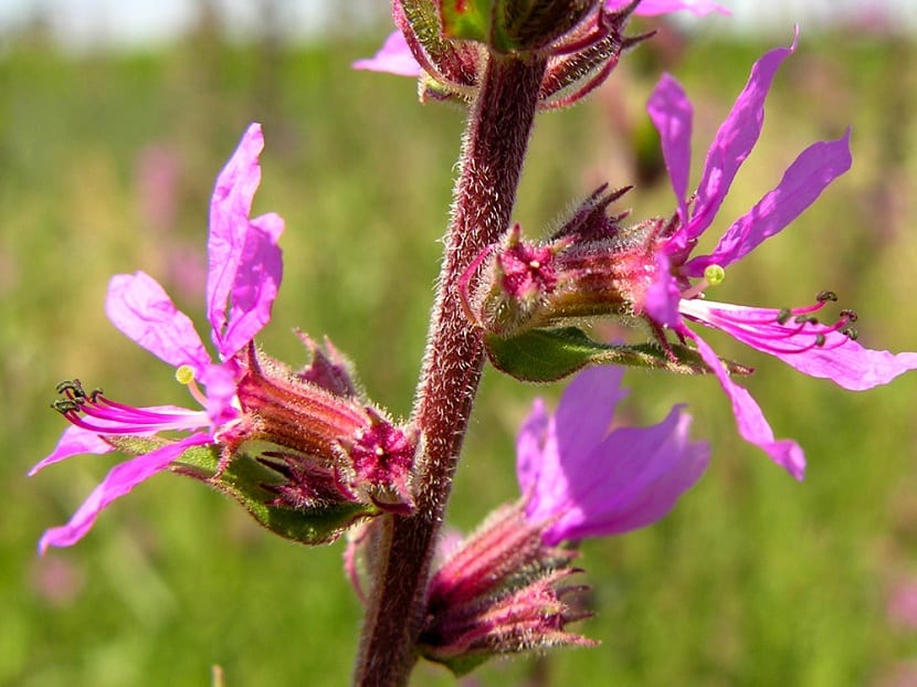 Mata de salicaria en flor a orilla del agua
