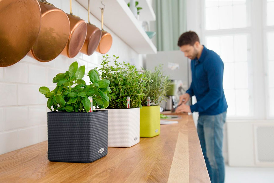 Maceta de autorriego con planta de interior