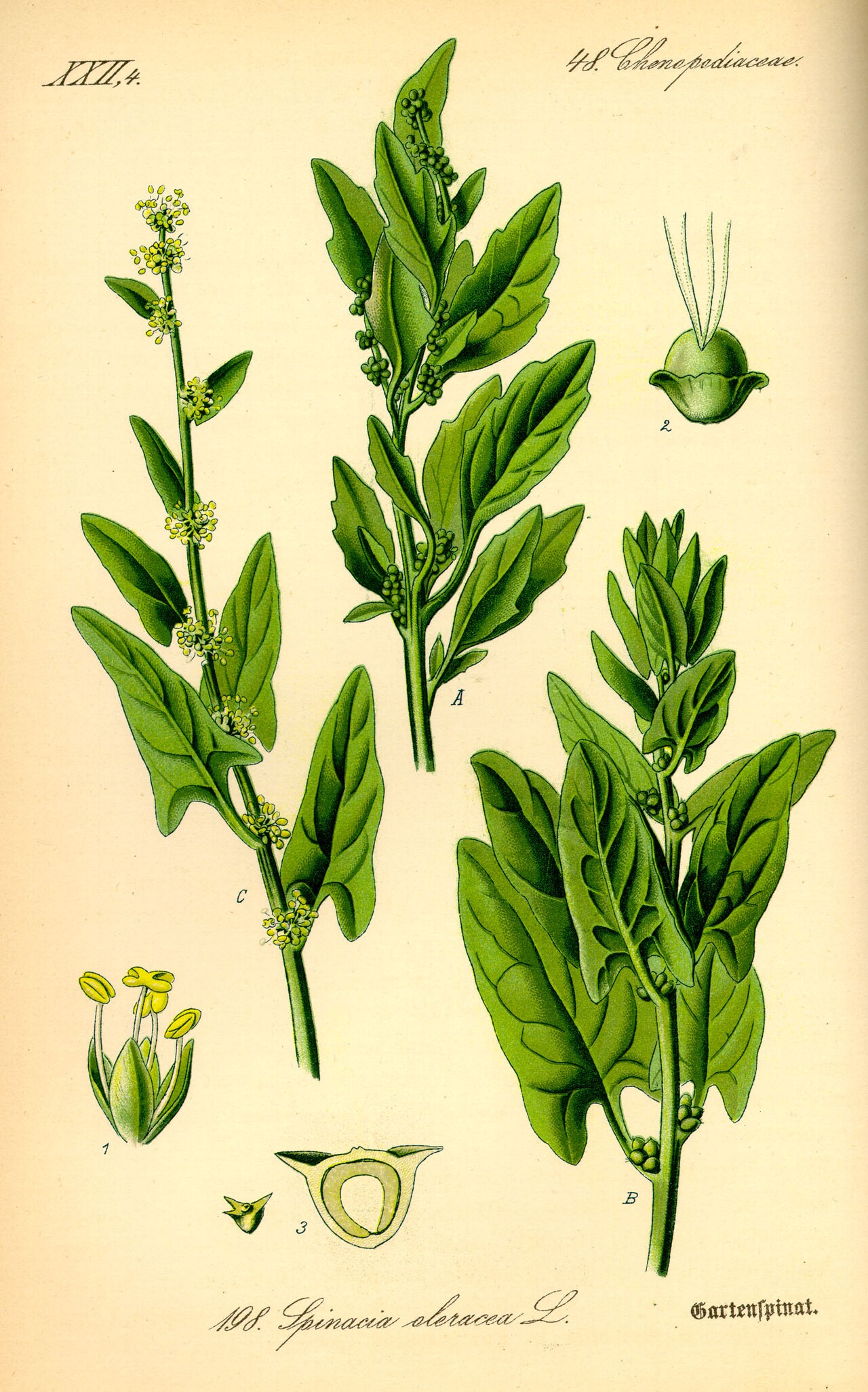 Maceteros árabes