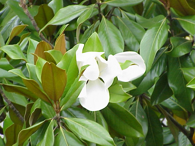 Magnolia: tipos, significado, características, imágenes