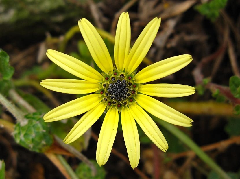 Flor amarilla de Arctotheca calendula con centro oscuro