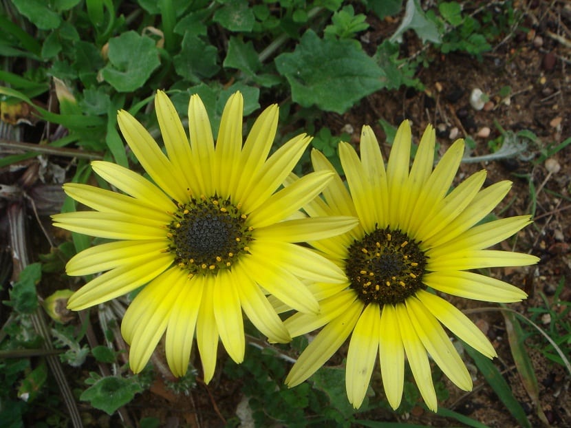 Alfombra de margaritas amarillas de Arctotheca calendula