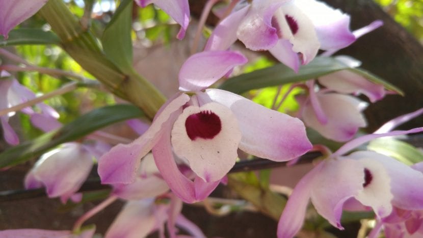 Flor de Cattleya, uno de los géneros de orquídea que más semilla produce por cápsula