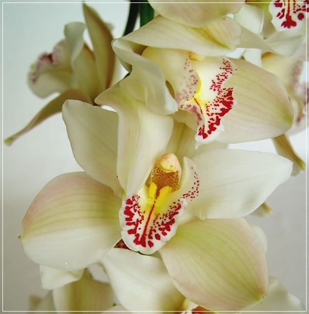Multiplicar orquídeas por semillas: guía paso a paso
