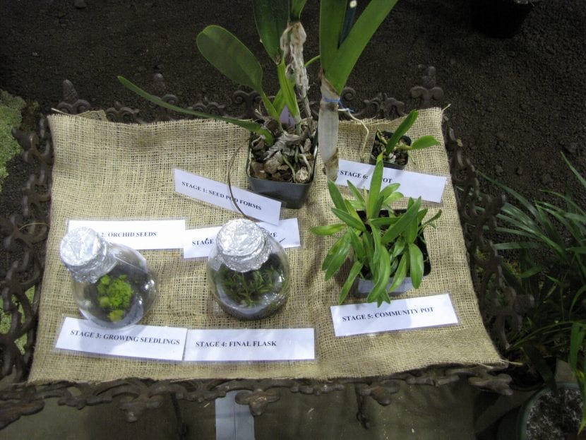 Frascos de cultivo in vitro de orquídeas con plántulas desarrolladas