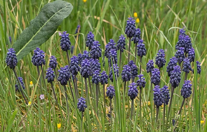 Mata de Muscari neglectum en flor con sus racimos azul oscuro