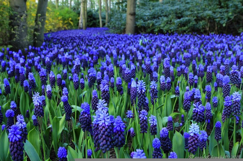Nazareno (Muscari neglectum): cultivo, cuidados y usos