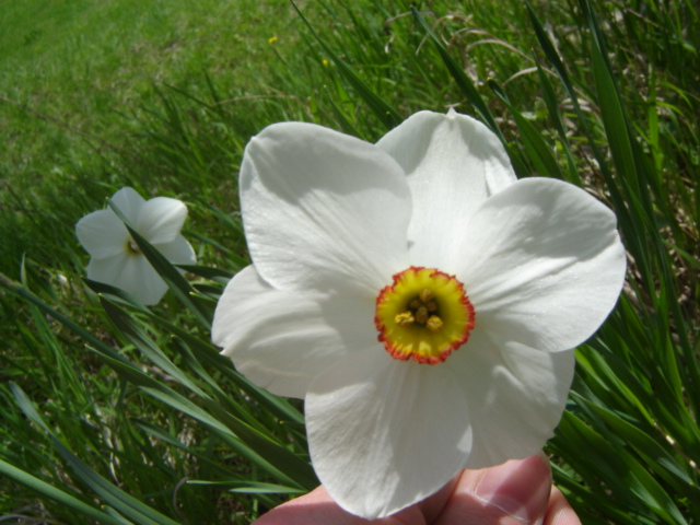 Narcissus poeticus