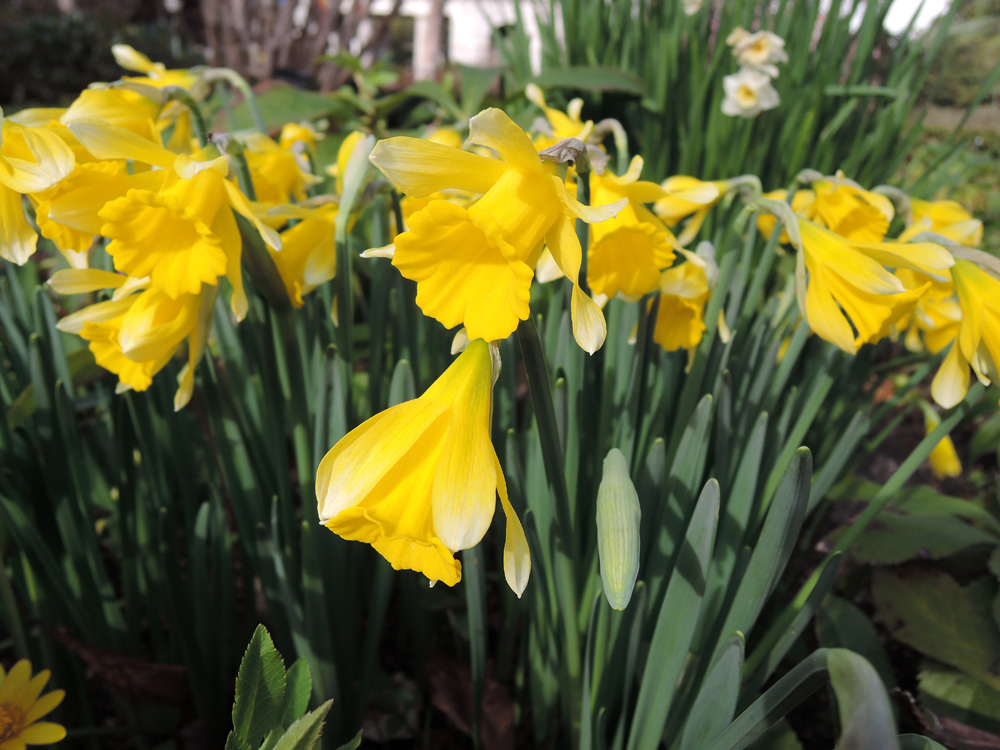 Mata de narcisos de trompeta en flor en un jardín