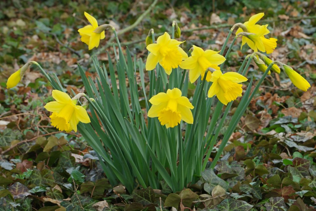 Mata de narcisos de trompeta amarilla con una sola flor por tallo