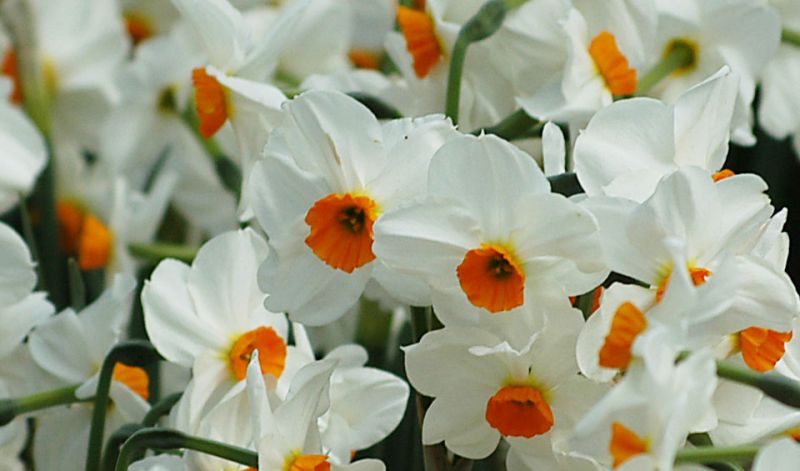Narcisos del grupo Tazetta con varias flores por tallo, tépalos blancos y corona naranja