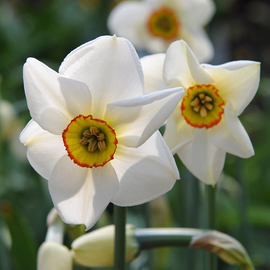 Flores de Narcissus poeticus con corona pequeña de borde rojo