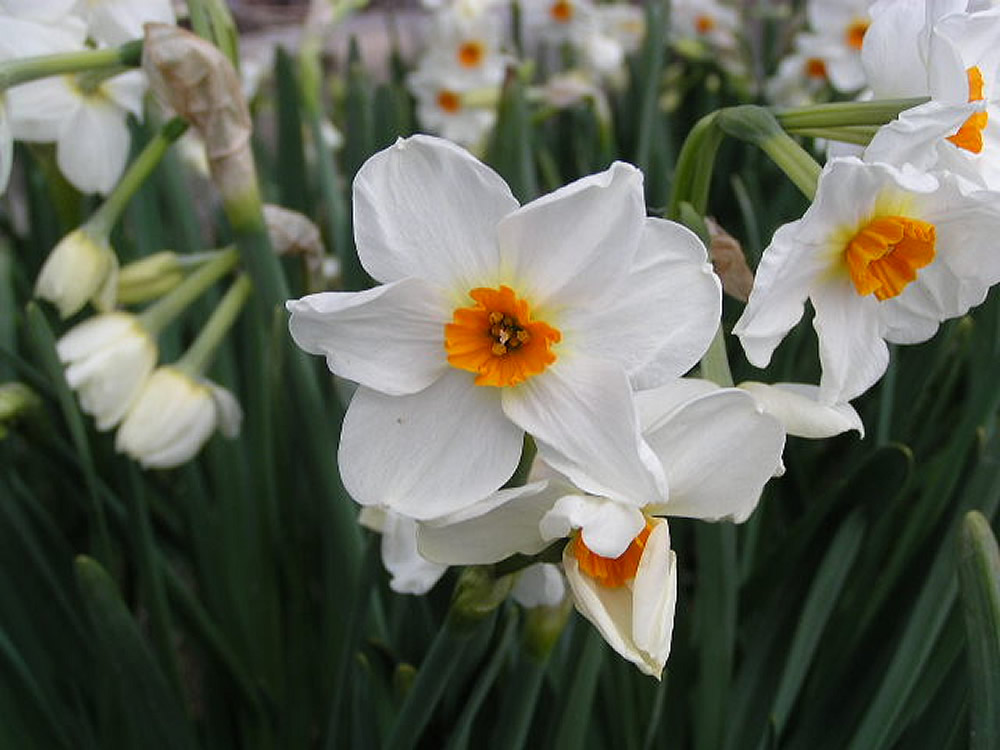 Narcisos de ramillete con varias flores erguidas por tallo
