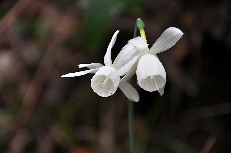 Dos flores blancas péndulas de Narcissus triandrus con los tépalos reflejos