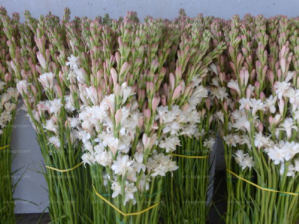 Nardos cortados preparados para floristería