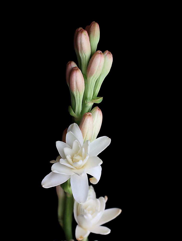 Espiga de nardo con flores dobles y capullos