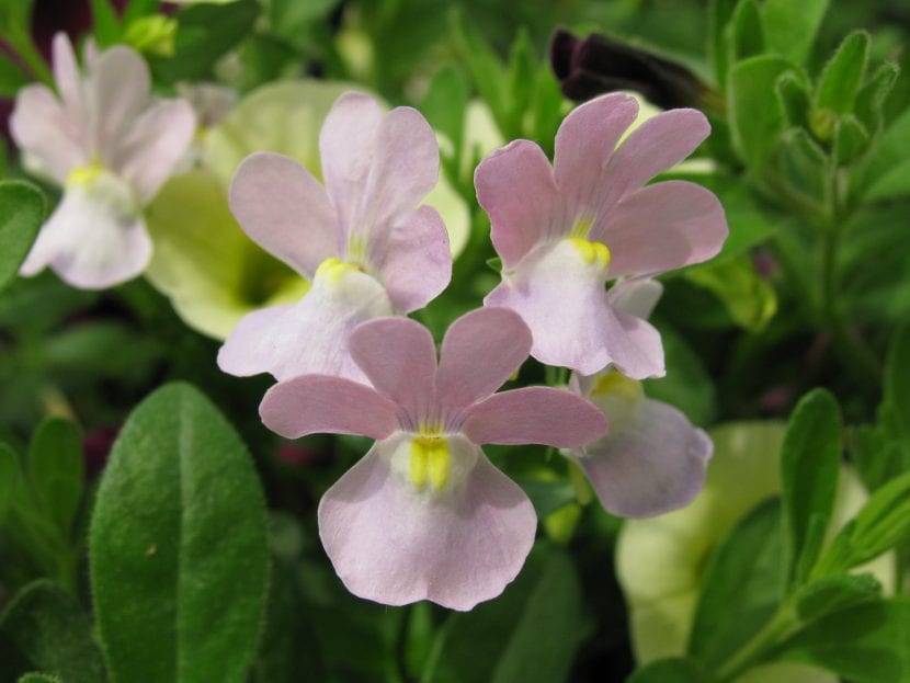 Nemesia fruticans del cultivar Opal Innocence