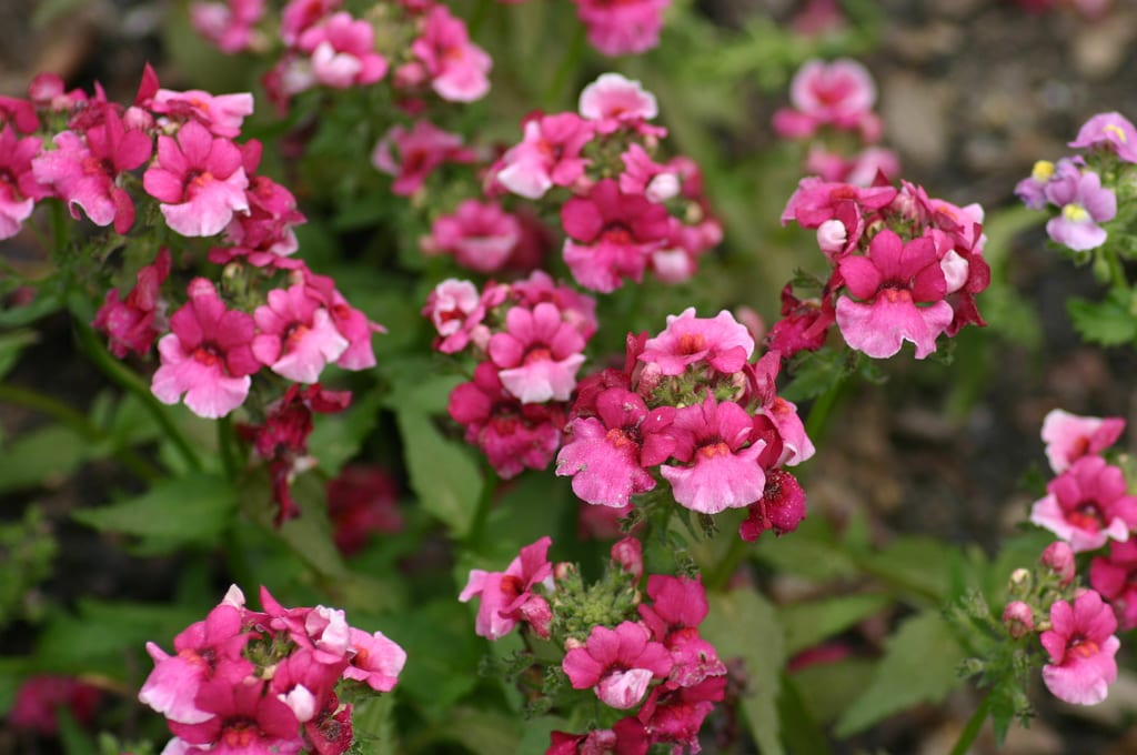 Nemesia: cultivo, riego y poda para que florezca más tiempo