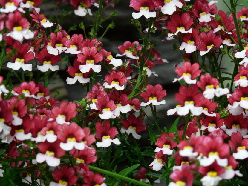 Mata de nemesia en plena floración