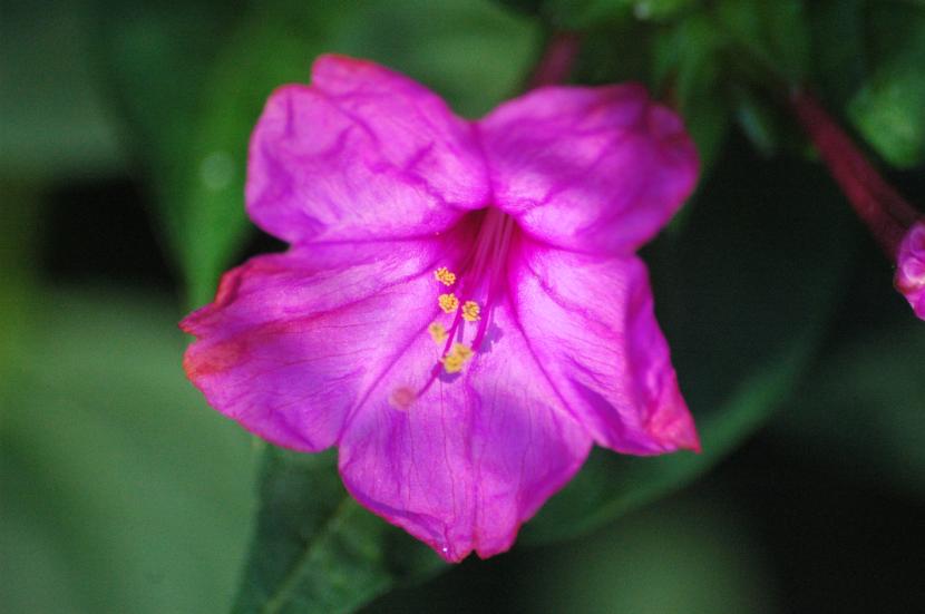 Nombres de flores comunes y su nombre botánico real