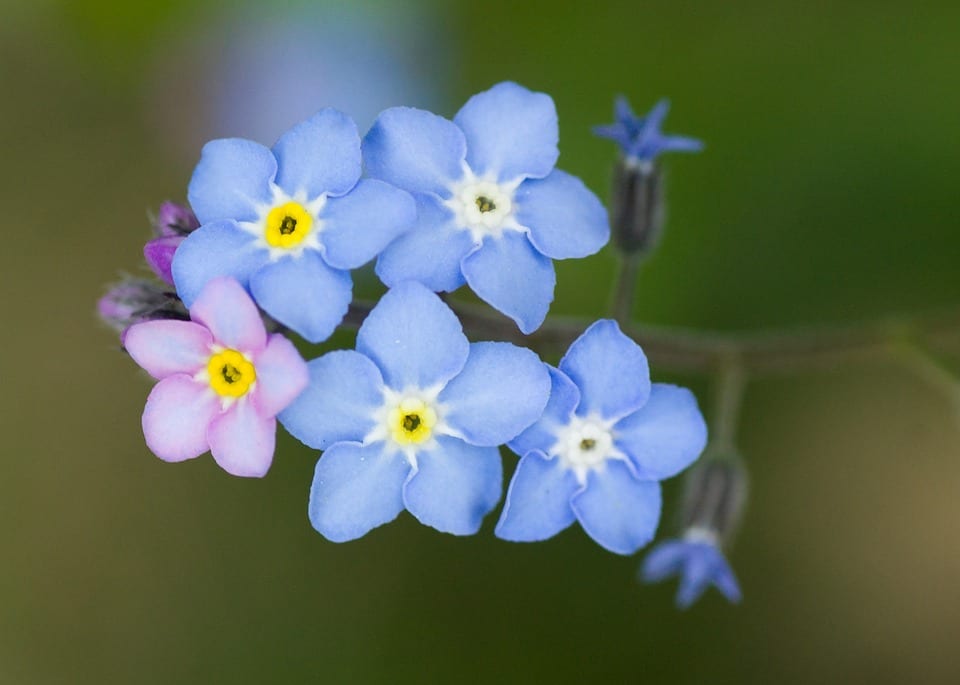 Nomeolvides: cultivo, siembra y cuidados del Myosotis