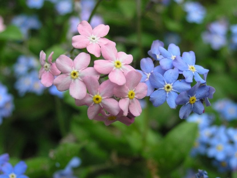 Mata de Myosotis en flor cubriendo el suelo del jardín