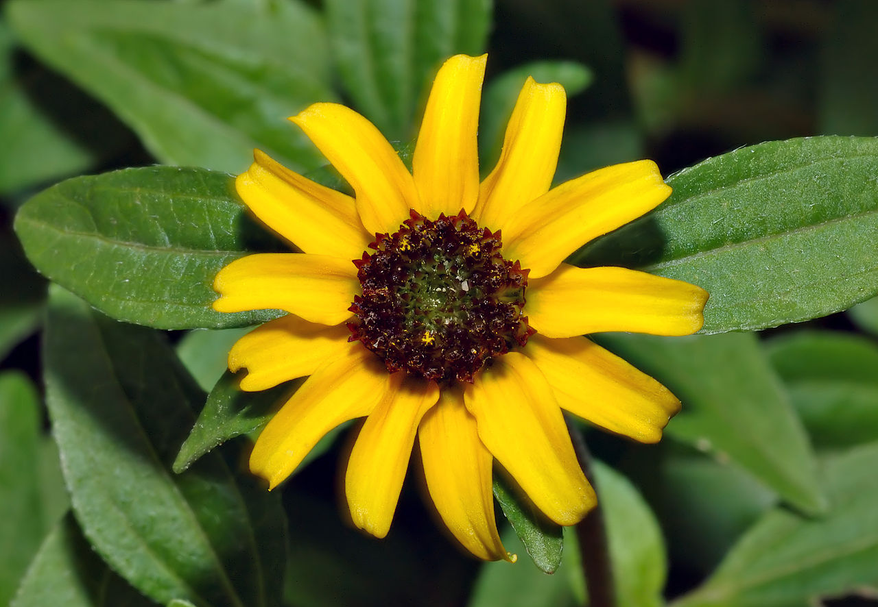 Ojo de gallo (Sanvitalia procumbens): cultivo y cuidados