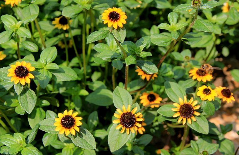 Mata rastrera de Sanvitalia procumbens cubierta de flores