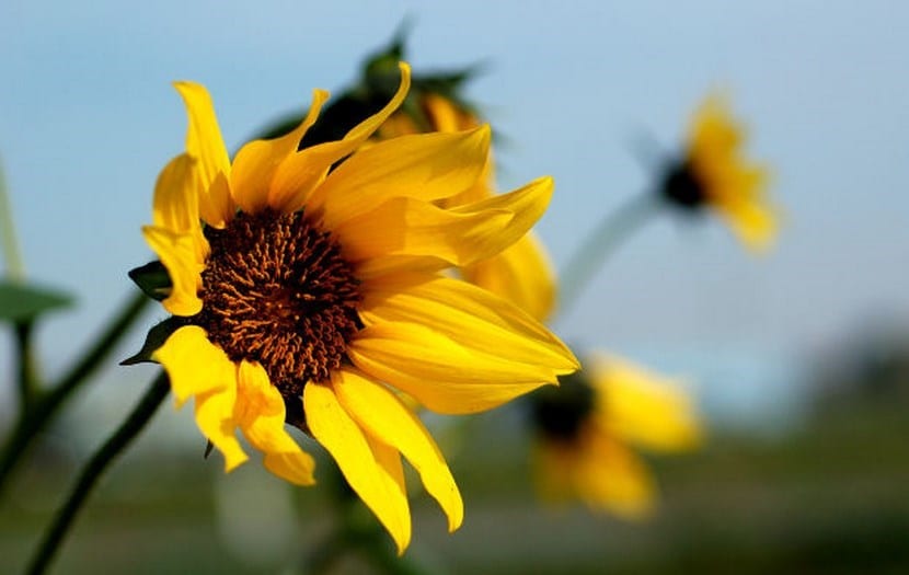 Campo de girasoles en floración