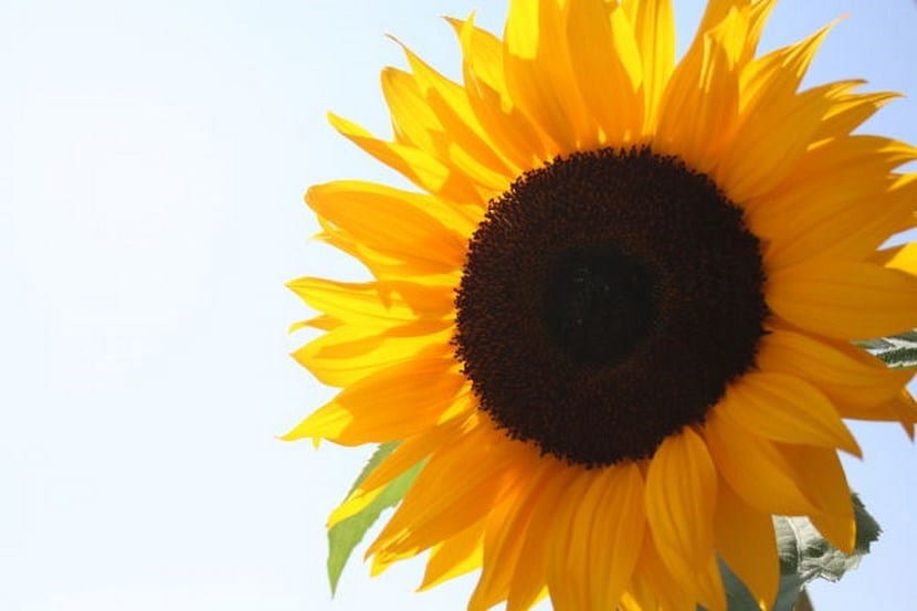 Capítulo de girasol con el disco de flores fértiles