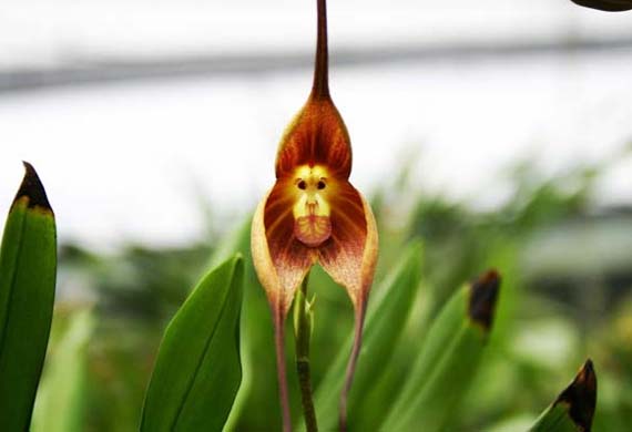 Dracula simia, la orquídea cara de mono: cultivo real