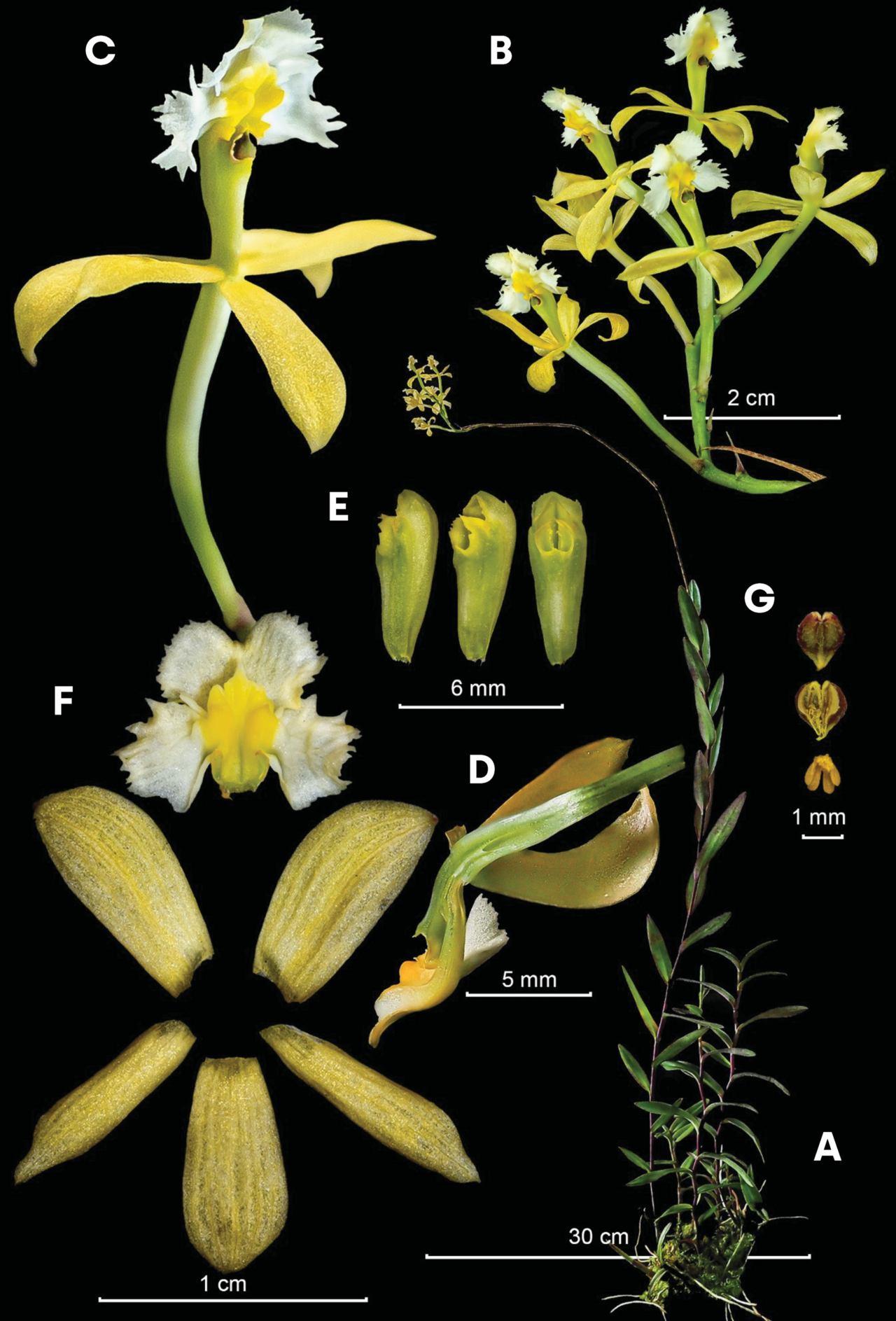 Lámina botánica de un Epidendrum con la caña y la flor despiezada