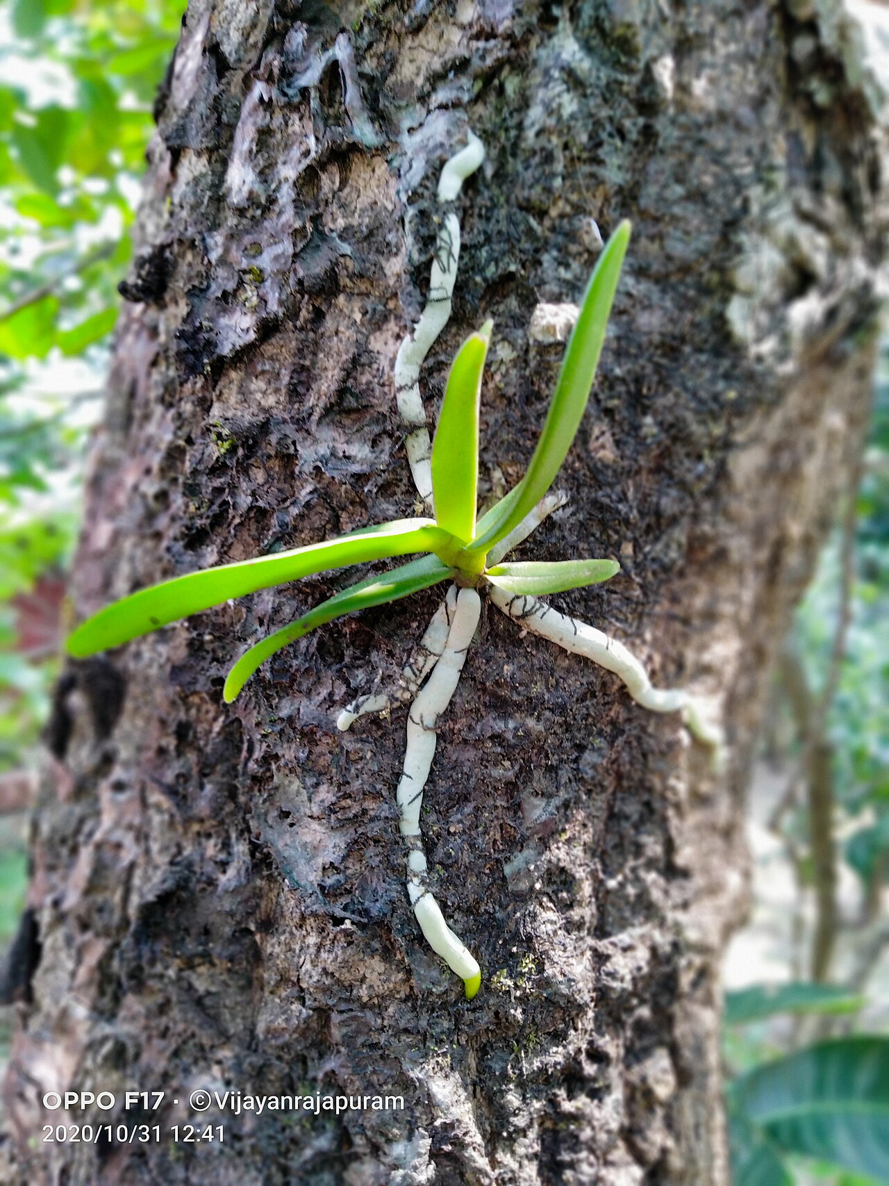 Orquidea vanda
