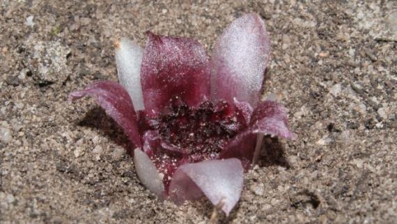 Inflorescencia de orquídea subterránea emergiendo entre la hojarasca
